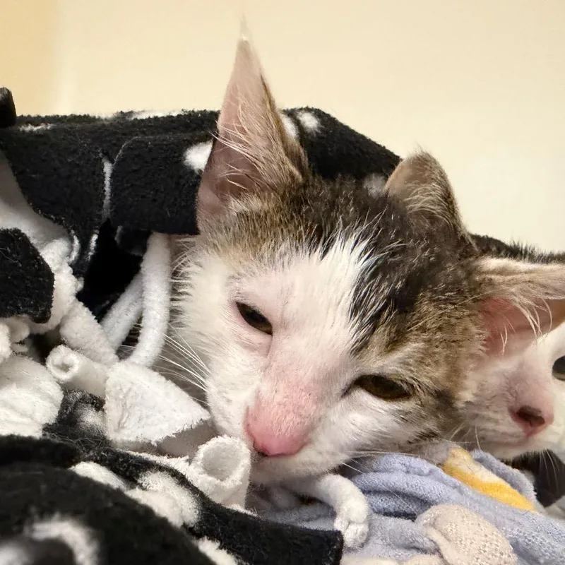 A baby small-sized male Domestic Short Hair cat named Watson for adoption in Zanesville, OH