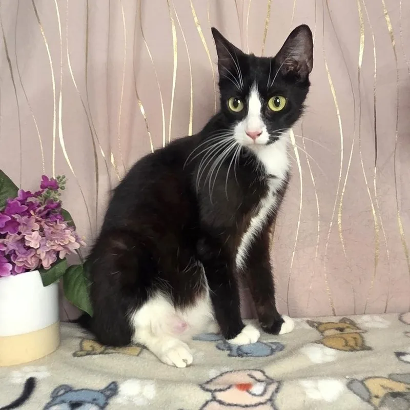 A young medium-sized female Black Domestic Short Hair cat named Odessa for adoption in Long Beach, MS