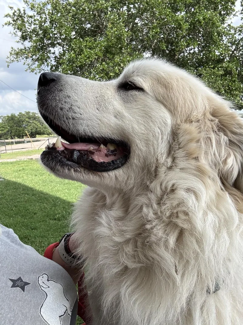 An adult extra large-sized male Great Pyrenees dog named Bandit Atx for adoption in Quinlan, TX