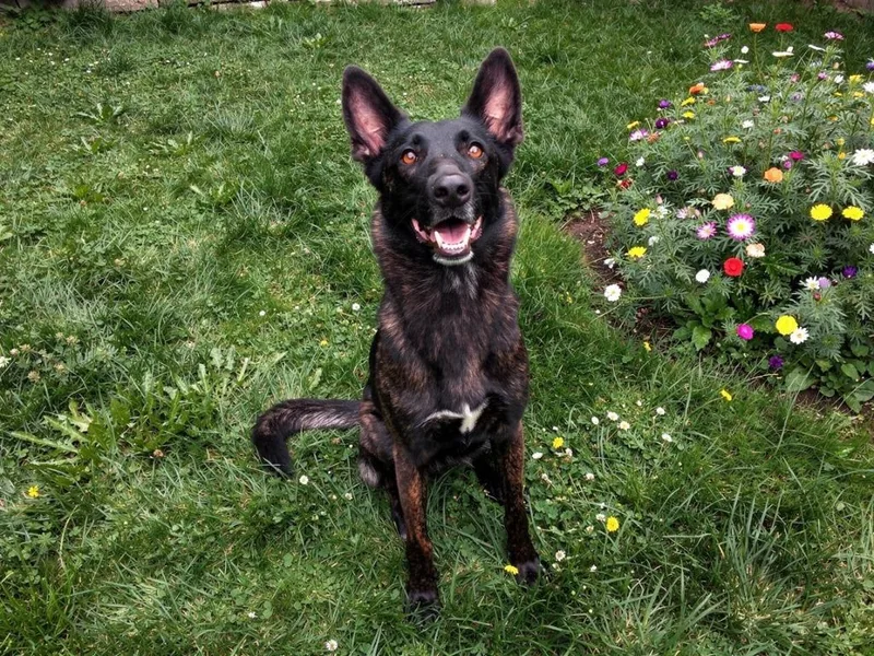 An adult large-sized female Dutch Shepherd dog named Chance for adoption in Sebastian, FL