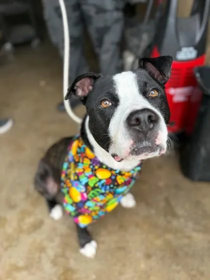 Bret Michaels thumbnail 2