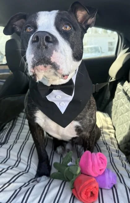 Bret Michaels thumbnail 4