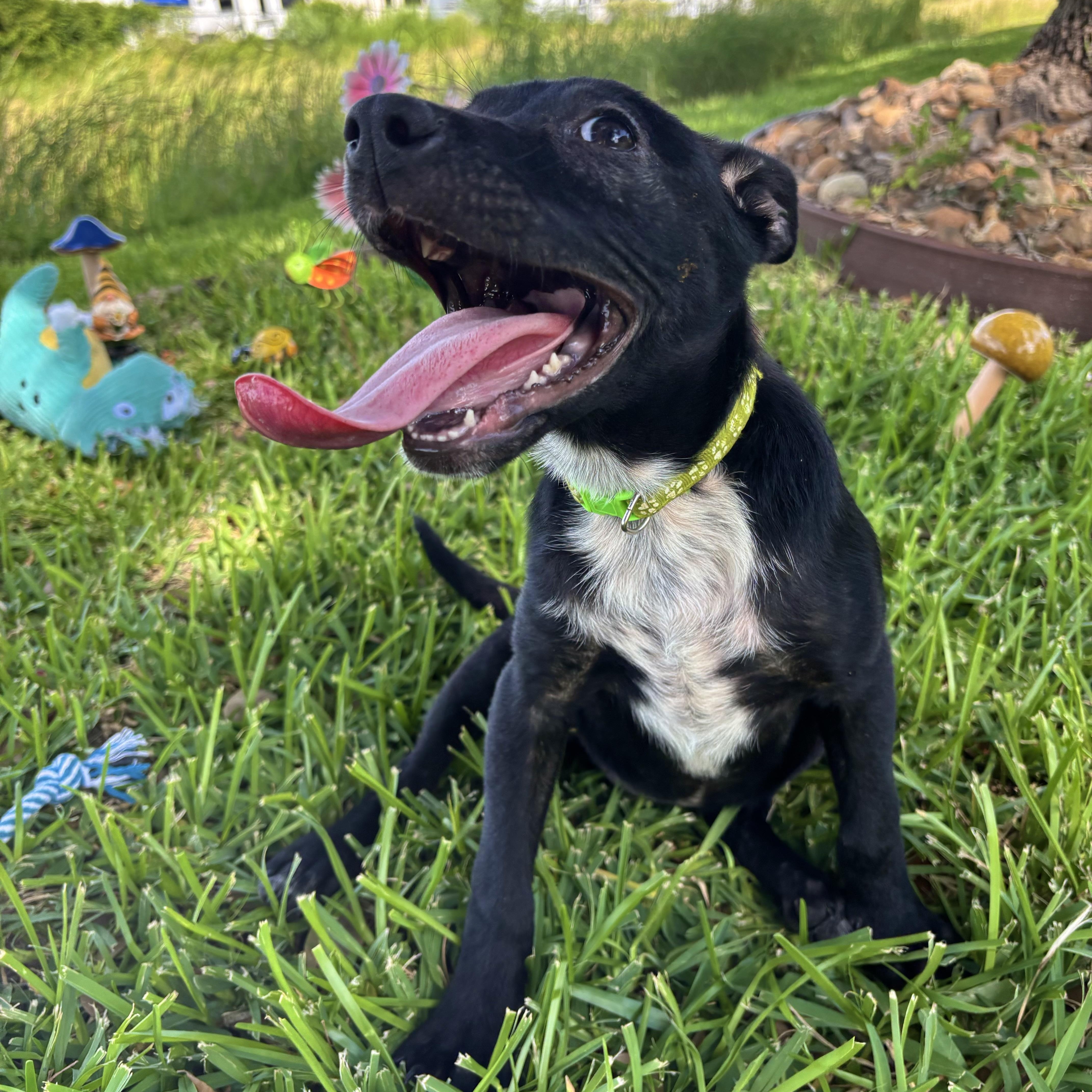A baby small-sized female Chihuahua dog named Liky for adoption in Pearland, TX