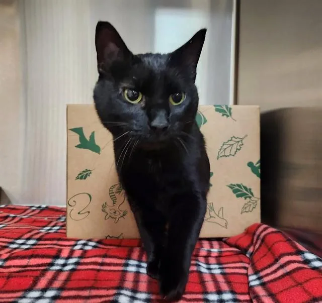 Elvira