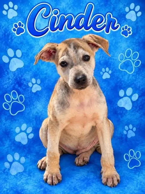 A baby small-sized male Apricot / Beige Mixed Breed dog named Cinder for adoption in Wichita Falls, TX