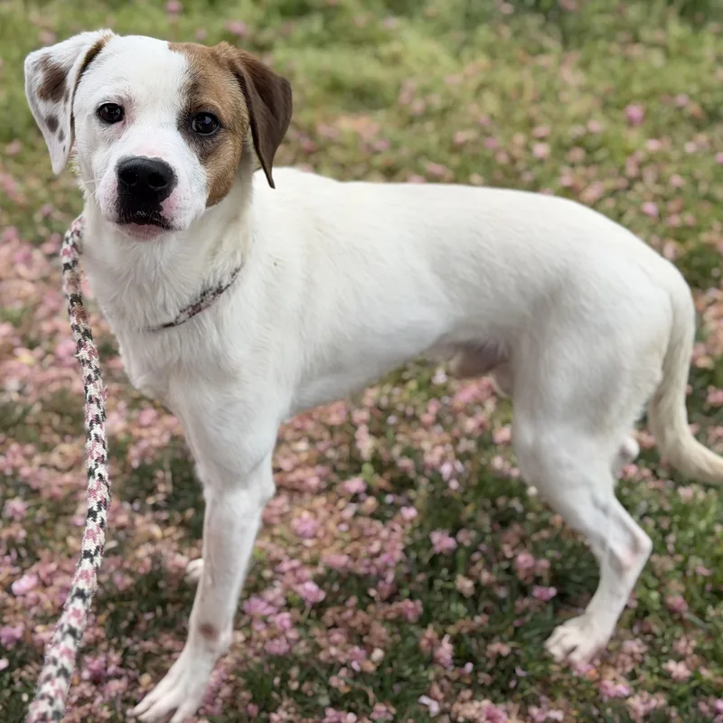 An adult medium-sized male Tricolor (Brown, Black, & White) Hound dog named Lucky for adoption in Fredericksburg, VA