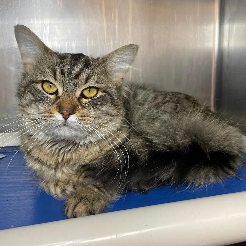 An adult medium-sized male Domestic Long Hair cat named Jack for adoption in Roanoke, VA