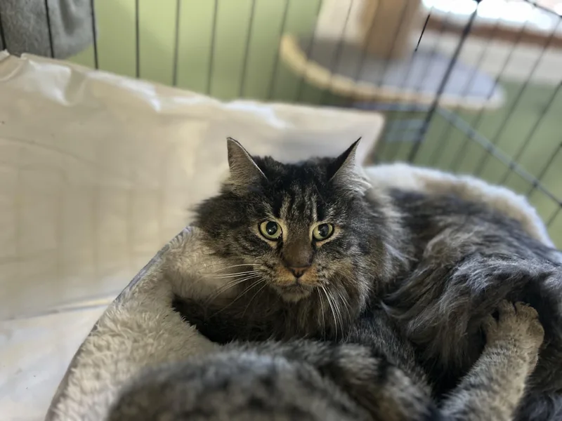 An adult large-sized female Maine Coon cat named Akuna for adoption in West Nyack, NY