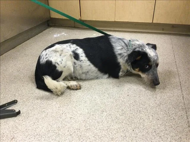 A young medium-sized male Australian Cattle Dog / Blue Heeler dog named Root Beer for adoption in Riverside, CA