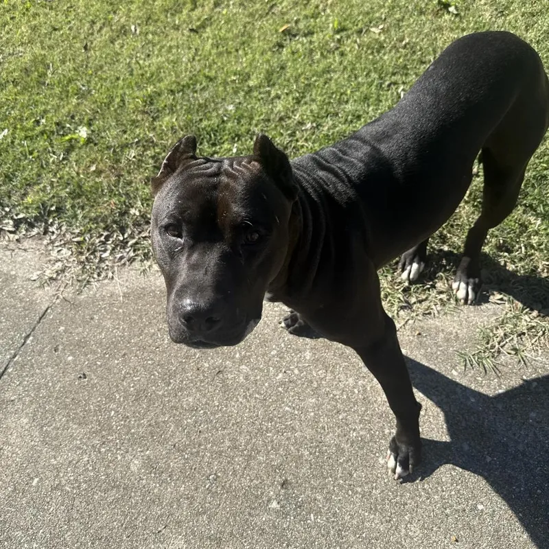 An adult medium-sized male Cane Corso dog named Lucian for adoption in East Saint Louis, IL