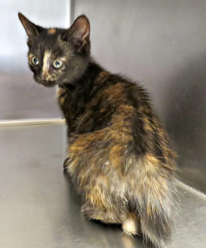 A baby medium-sized female Tortoiseshell Domestic Short Hair cat named Betty for adoption in Lexington, VA