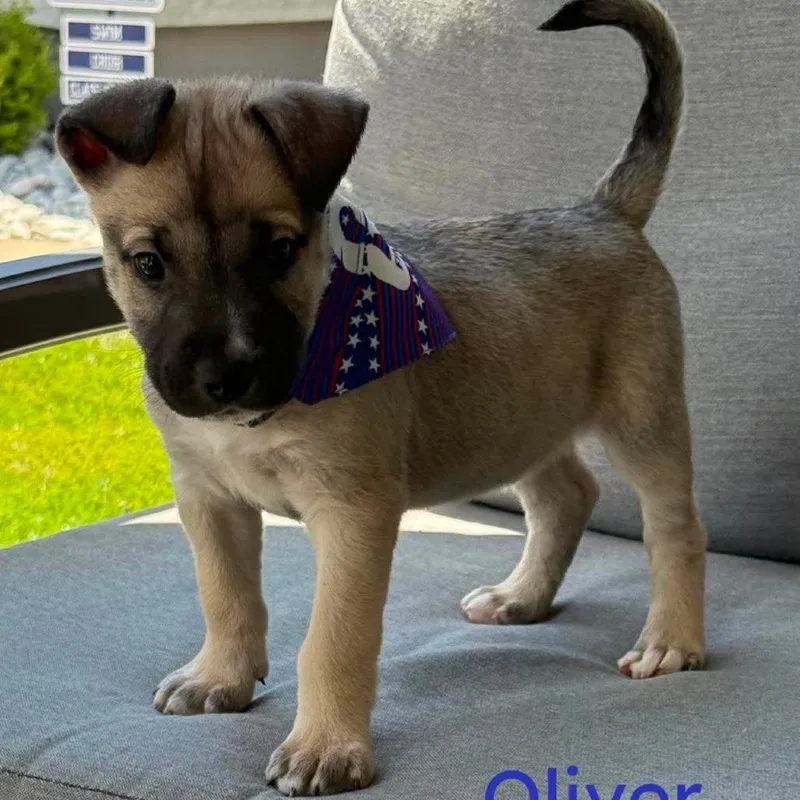 Oliver thumbnail 3