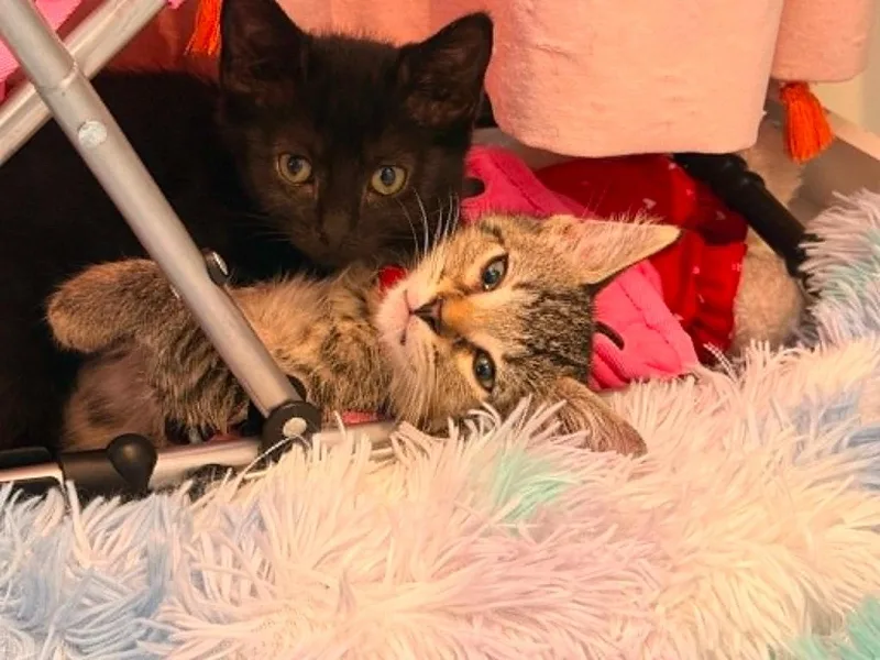 A baby small-sized male Domestic Short Hair cat named Jazz for adoption in New Braunfels, TX