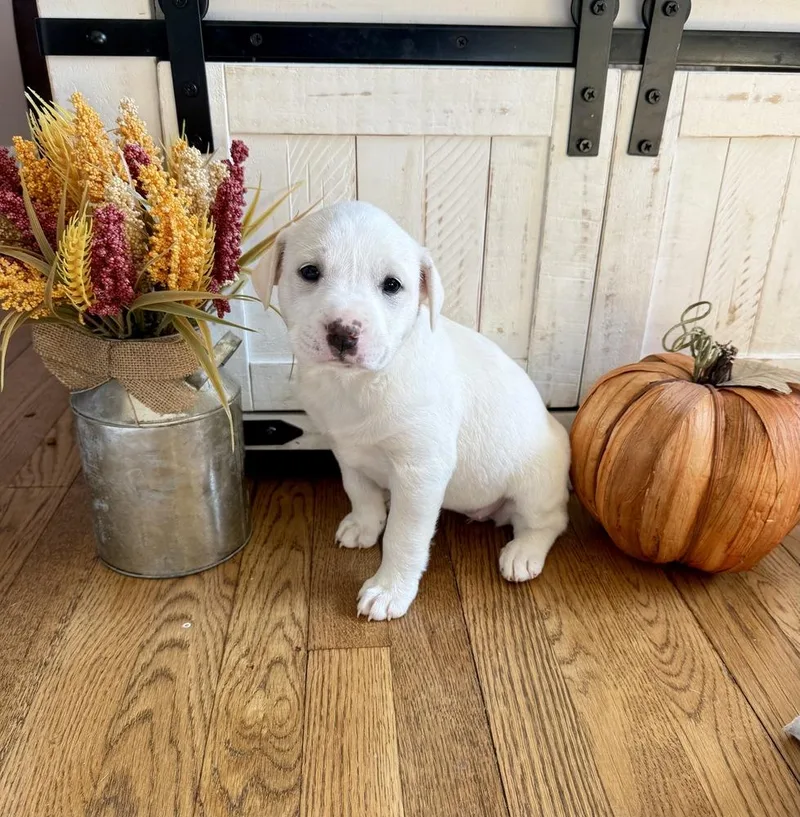 A baby large-sized female White / Cream Labrador Retriever dog named Miracle for adoption in Greenlawn, NY