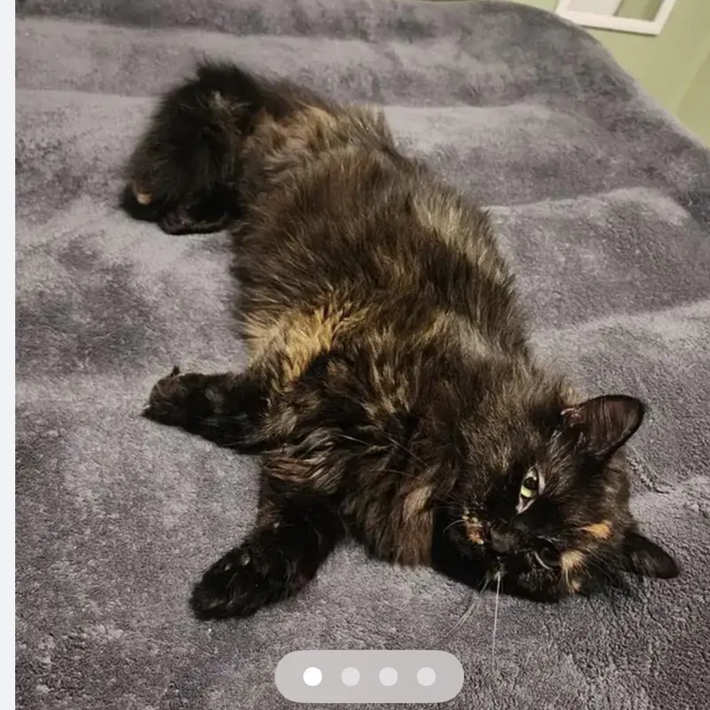 Calypso