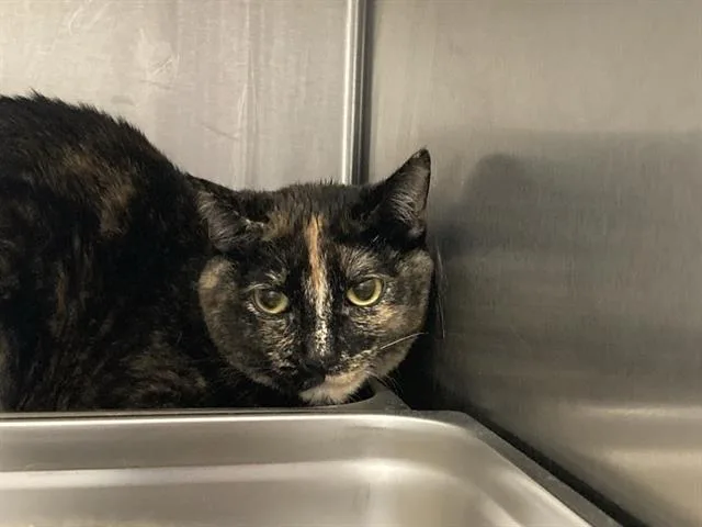 A young small-sized female Domestic Short Hair cat named Nova for adoption in Tustin, CA