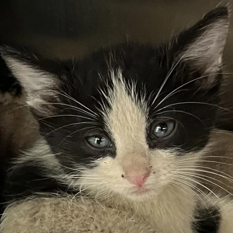 A baby small-sized male White Domestic Short Hair cat named Piper for adoption in Oak Park, IL