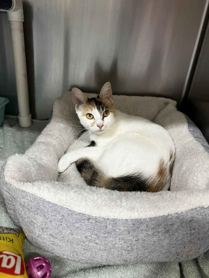 A baby medium-sized female Calico Domestic Short Hair cat named Luna for adoption in Culpeper, VA
