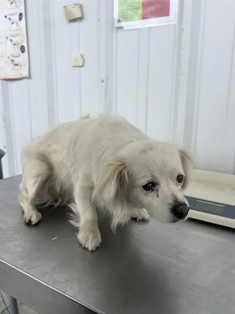 An adult small-sized female Chihuahua dog named Elsa for adoption in Bakersfield, CA