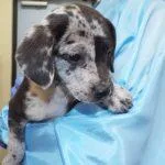 A baby medium-sized female White / Cream Mixed Breed dog named Shannon for adoption in Green Valley, AZ