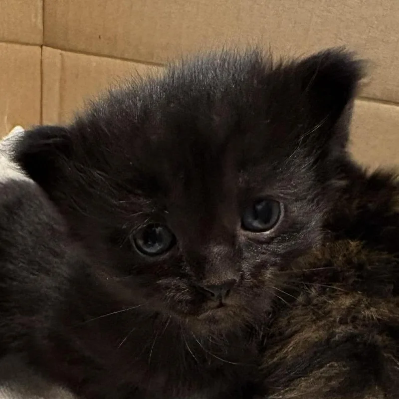 A baby small-sized male Black Domestic Medium Hair cat named Jazz for adoption in Winchester, VA