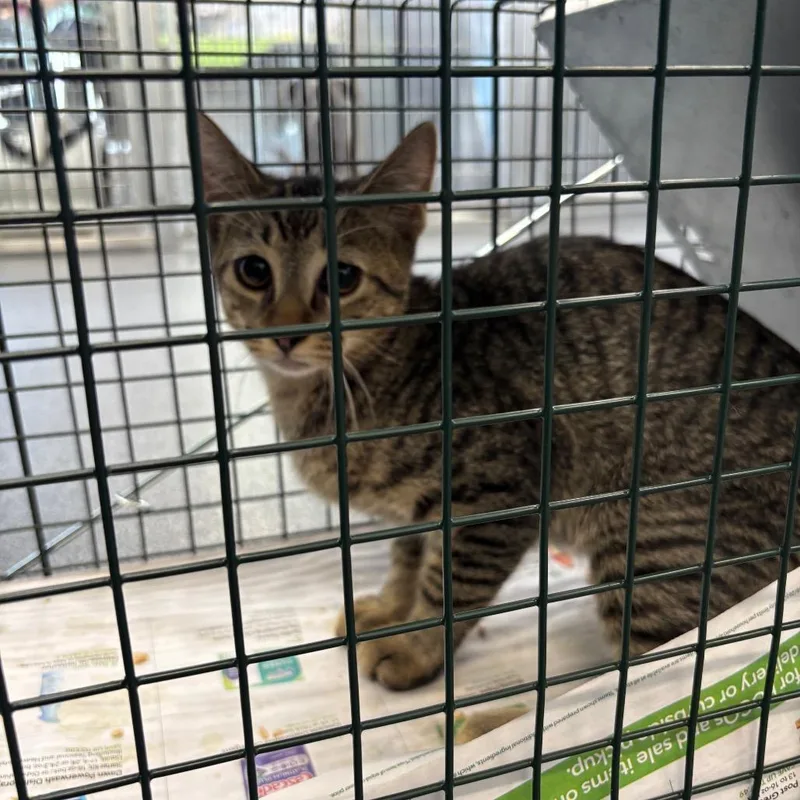 A baby small-sized male Brown / Chocolate Domestic Short Hair cat named Shark for adoption in Montgomery, AL