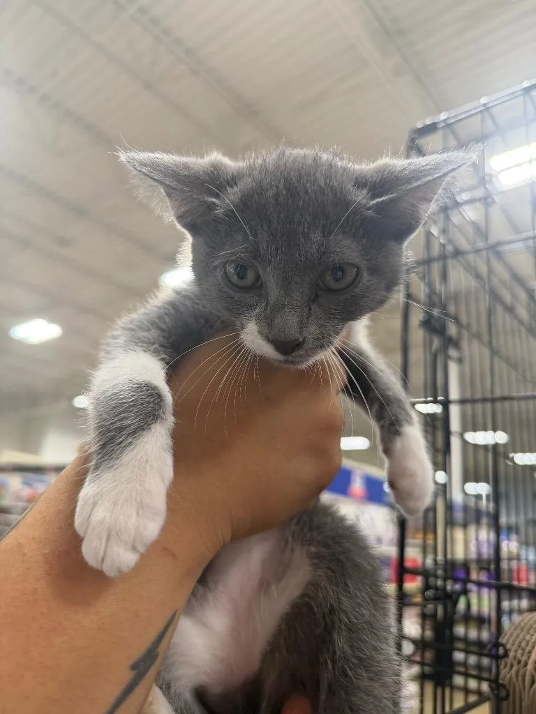A baby small-sized male Domestic Short Hair cat named Birdie for adoption in warrenville, SC