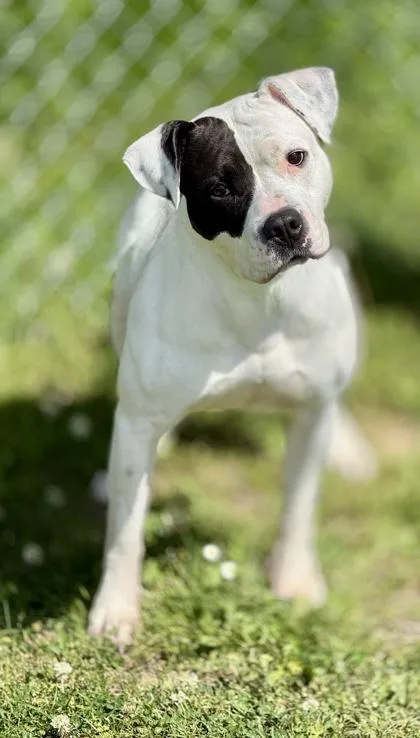 An adult large-sized female Mixed Breed dog named Harley for adoption in Largo, FL