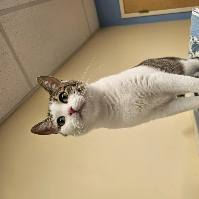 Bon Bon thumbnail 3