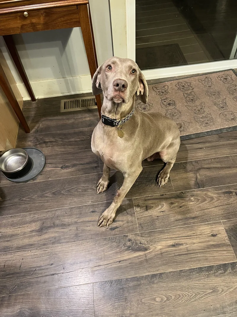 A senior medium-sized female Gray / Blue / Silver Weimaraner dog named London for adoption in Grand Rapids, MI