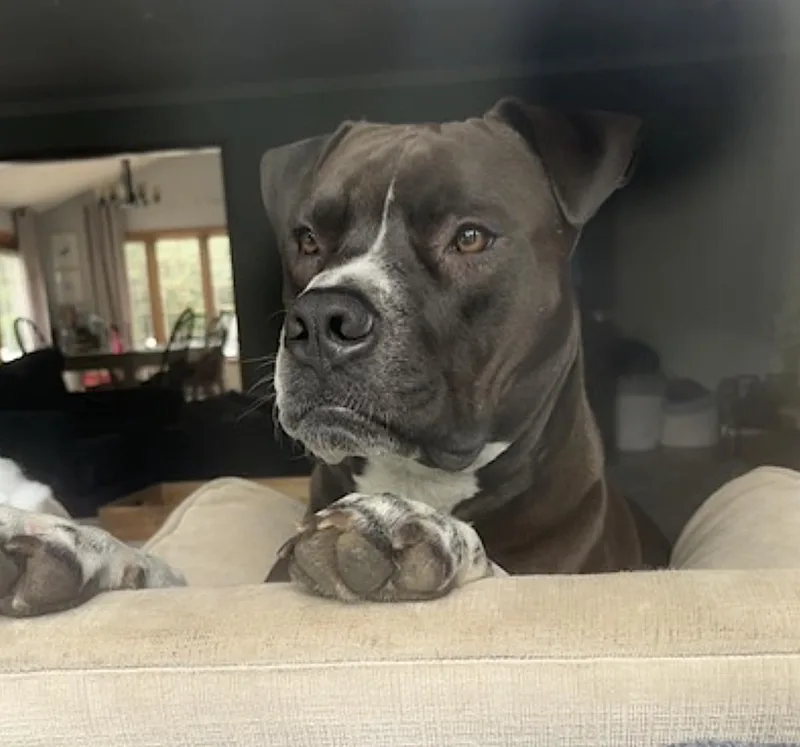 A young medium-sized male Black Boxer dog named Spade for adoption in Amherst, MA