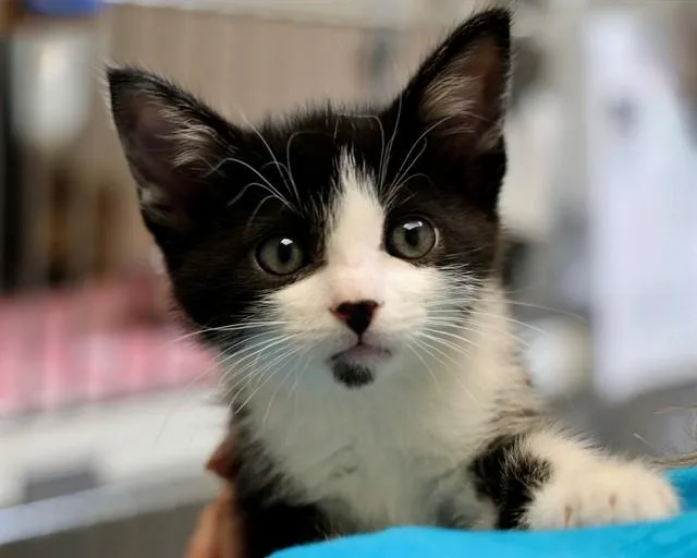 A baby small-sized male Domestic Short Hair cat named Pickle for adoption in San Luis Obispo, CA