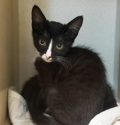A baby medium-sized male Domestic Short Hair cat named January for adoption in Sacramento, CA