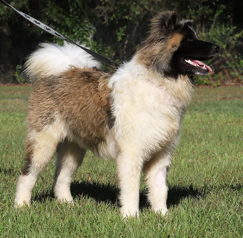 Remington