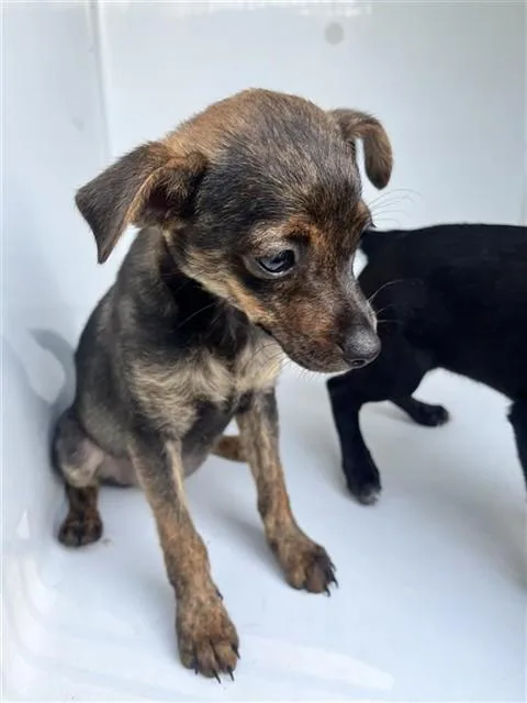 A baby small-sized female Chihuahua dog named A for adoption in Houston, TX