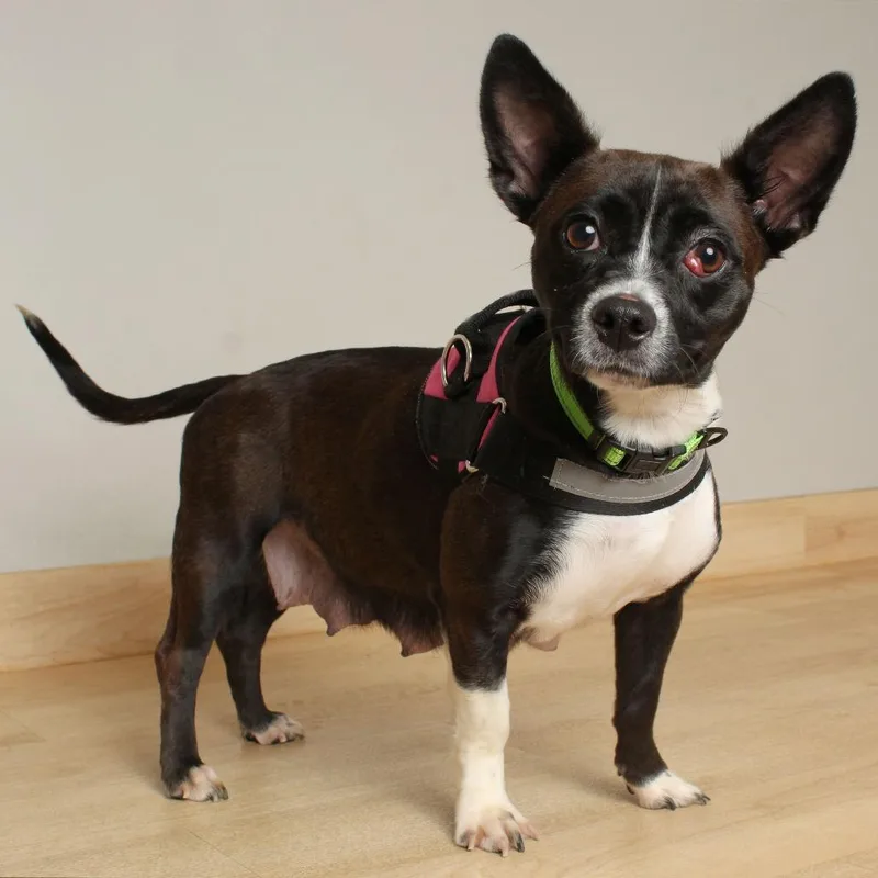 Quinoa D thumbnail 2