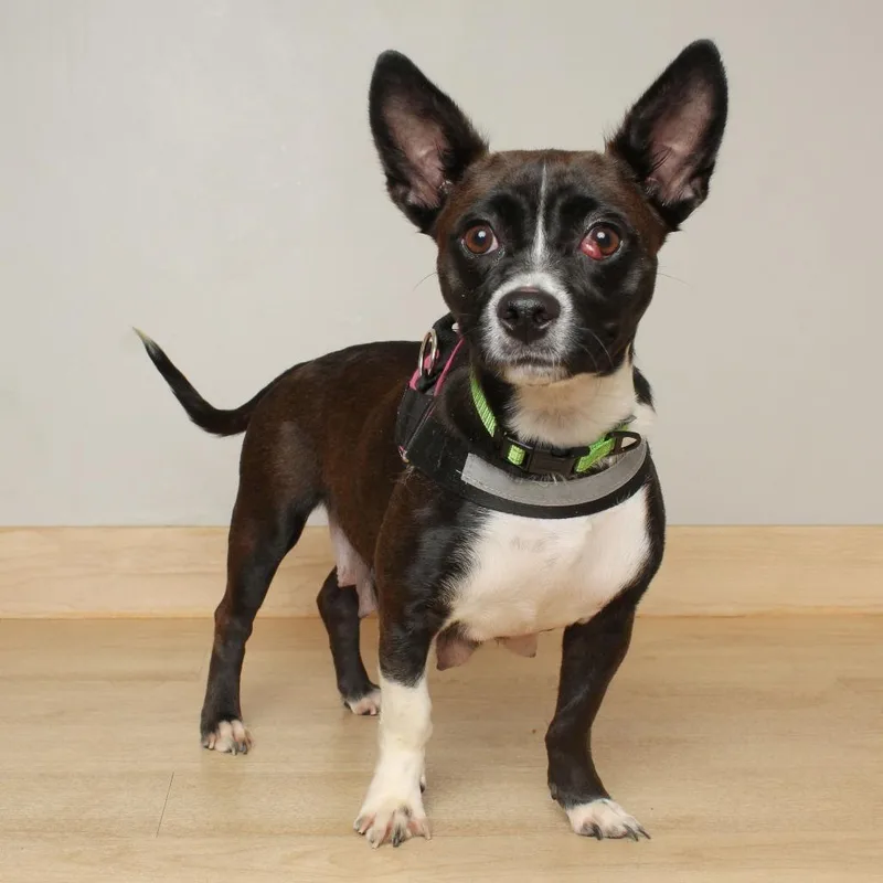 Quinoa D thumbnail 4