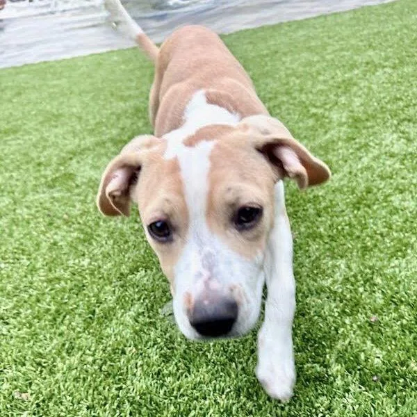 A baby medium-sized female Mixed Breed dog named April for adoption in Oakland, CA