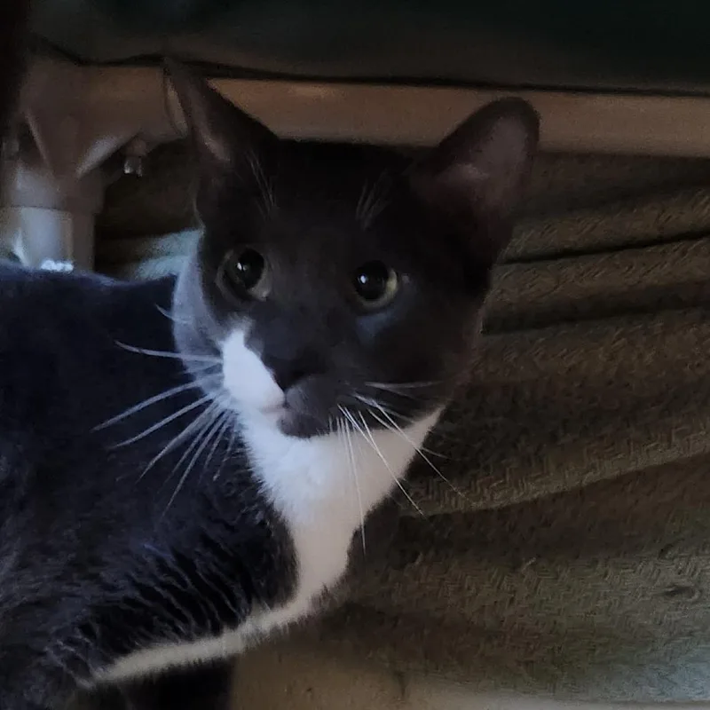 A young medium-sized male Gray / Blue / Silver Domestic Short Hair cat named Remi for adoption in Grand Rapids, MI