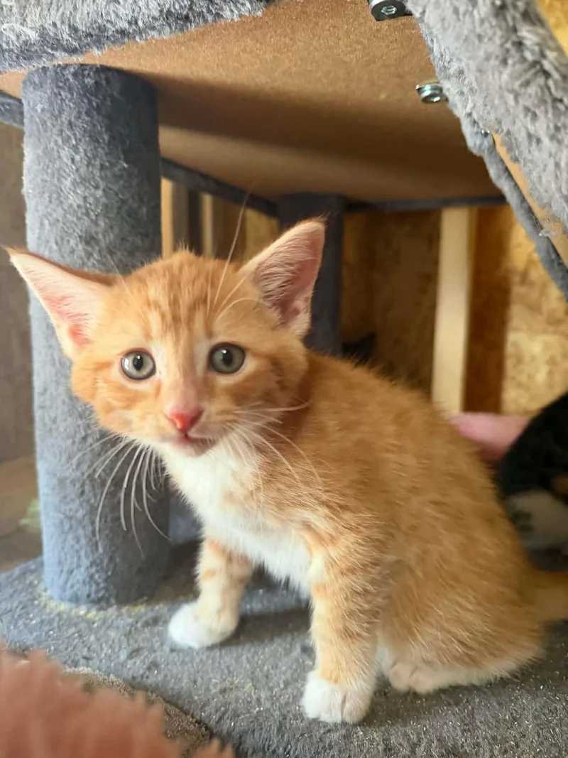 A baby medium-sized female Orange & White Domestic Short Hair cat named Strawberry for adoption in Aberdeen, NC