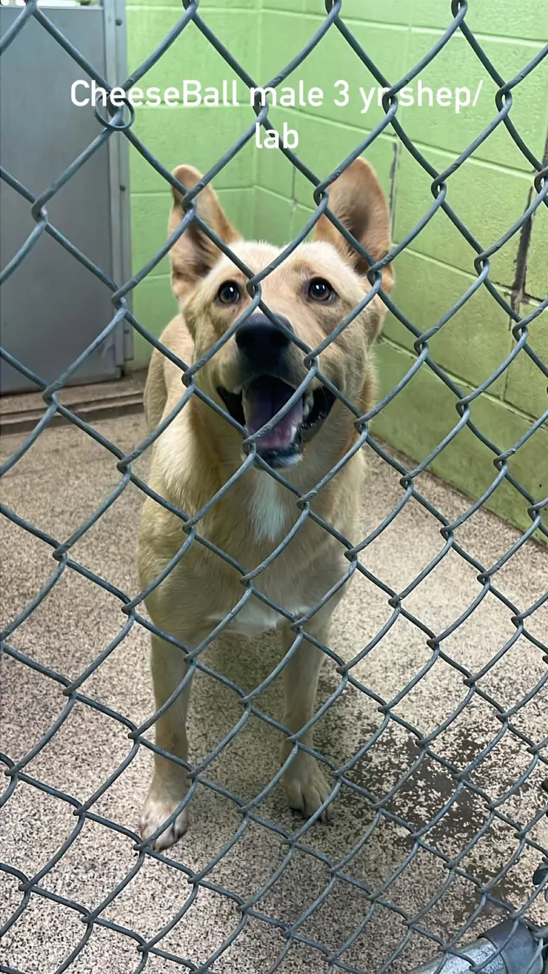 An adult medium-sized male Apricot / Beige Labrador Retriever dog named CheeseBall for adoption in Fort Payne, AL