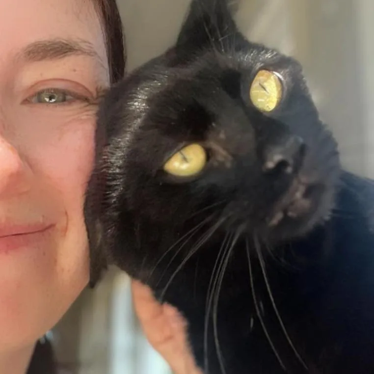 An adult medium-sized male Black Domestic Short Hair cat named Lord Leo for adoption in Fredericksburg, VA