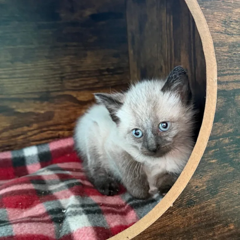 A baby small-sized male Gray / Blue / Silver Domestic Short Hair cat named Radon for adoption in Marion, VA