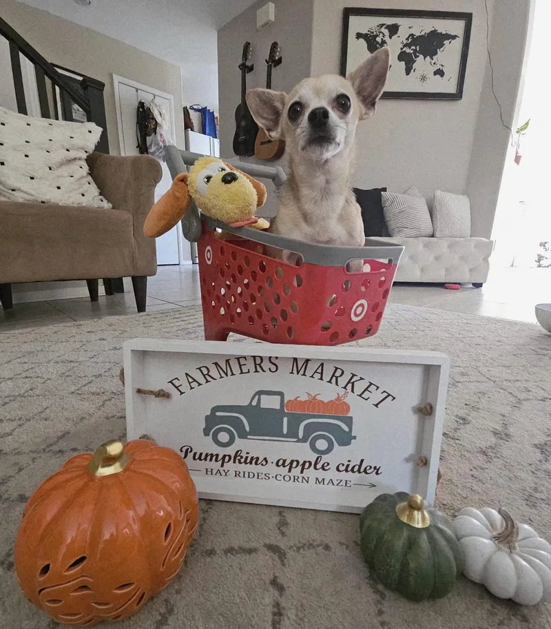 An adult small-sized male Chihuahua dog named Peter Parker for adoption in Las Vegas, NV