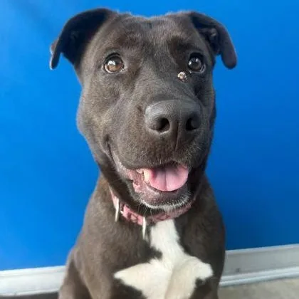 An adult large-sized female Black Mixed Breed dog named Barbie for adoption in Fernandina Beach, FL