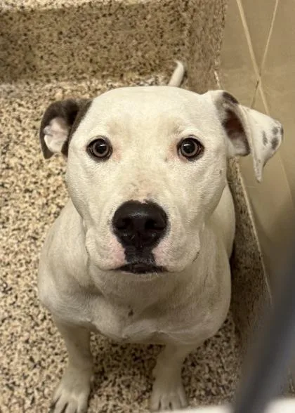 An adult large-sized female Pit Bull Terrier dog named Kathy Lee for adoption in Aiken, SC