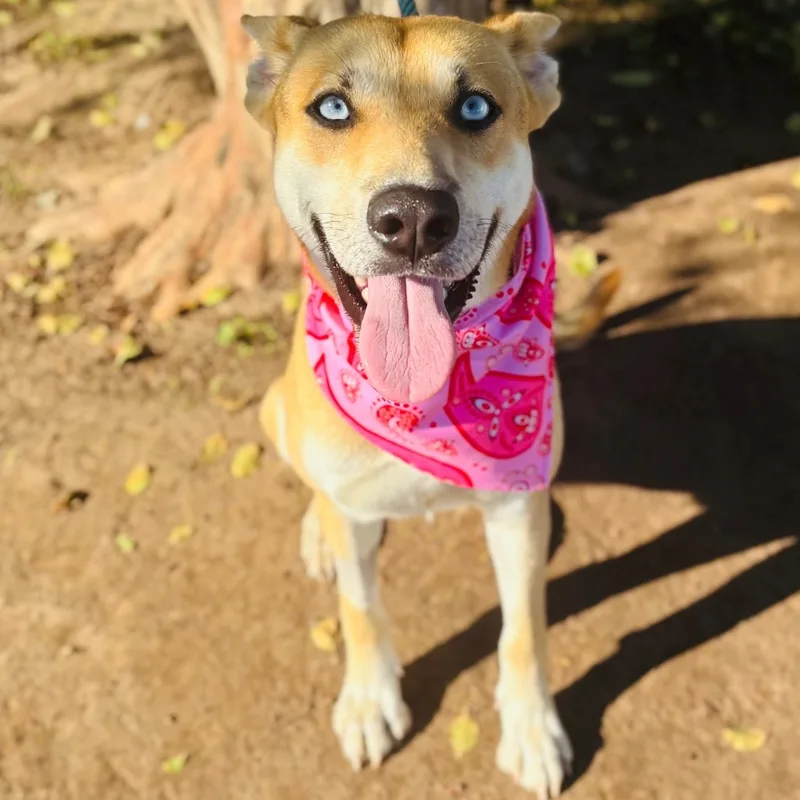 An adult medium-sized female Mixed Breed dog named Yenny for adoption in Bastrop, TX