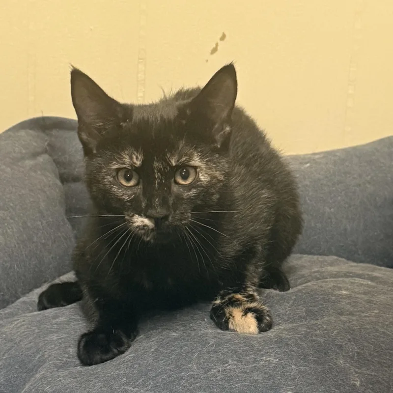 A baby small-sized female Tortoiseshell Domestic Short Hair cat named Dragon for adoption in East Greenwich, RI