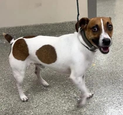 An adult small-sized male Parson Russell Terrier dog named Jack for adoption in Kansas City, MO