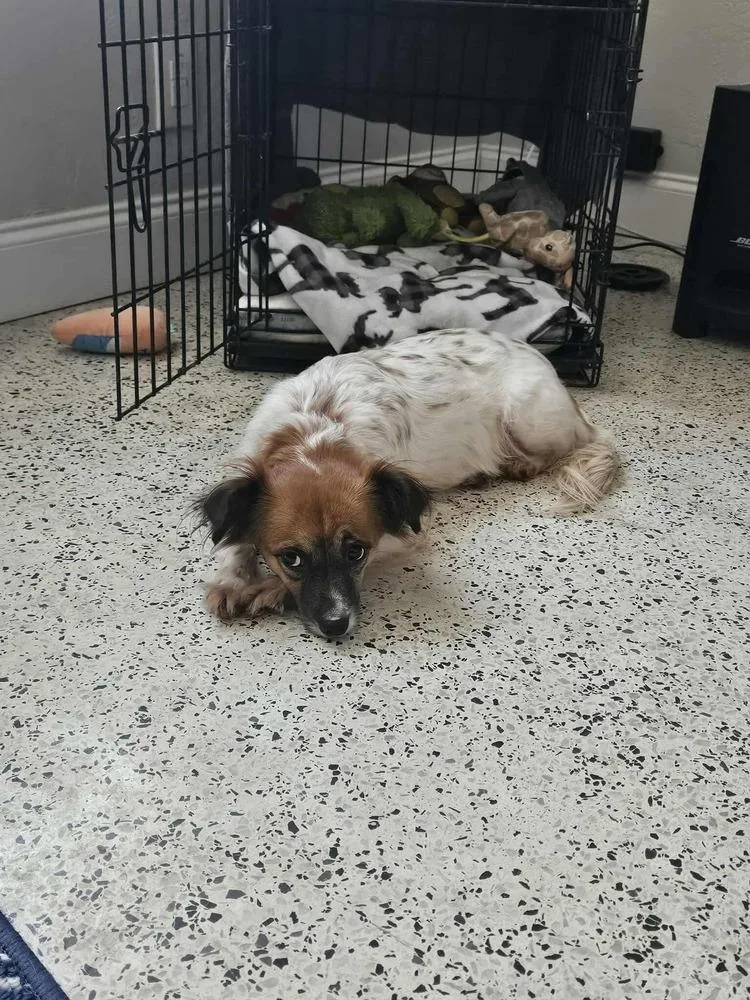 A young small-sized female Tricolor (Brown, Black, & White) Papillon dog named Graciela for adoption in St. Petersburg, FL